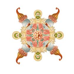 The Slow Pressure of a Coffin's Splinter